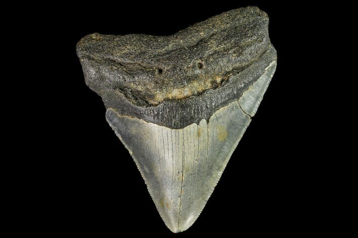 Fossil Megalodon Tooth - North Carolina #109863